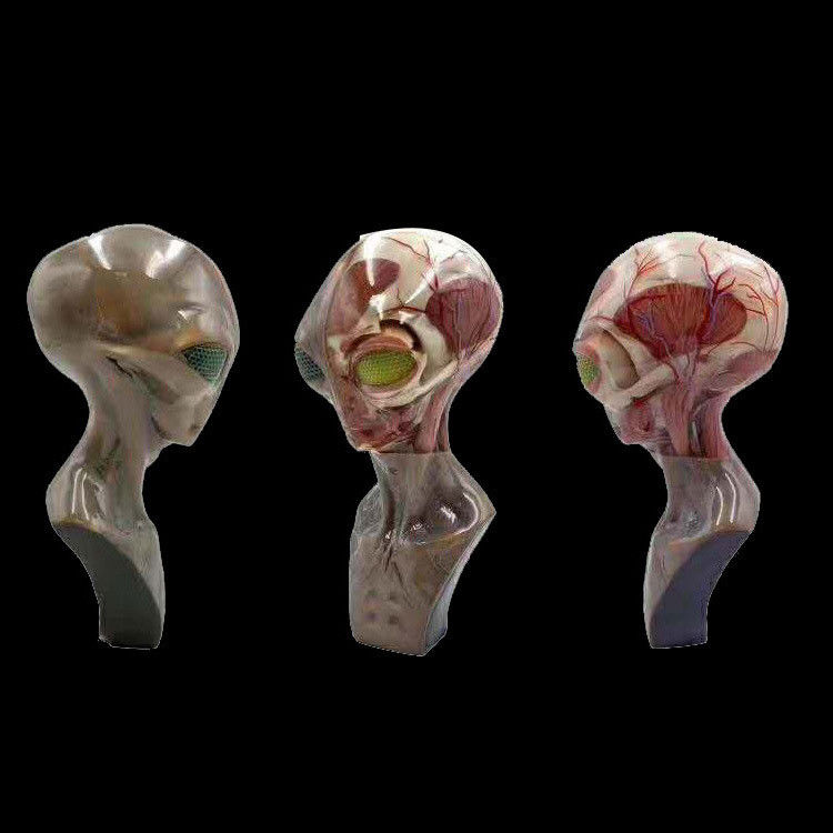 High Resolution Multicolor 3D Printing Service | Medical Applications with SLM Process